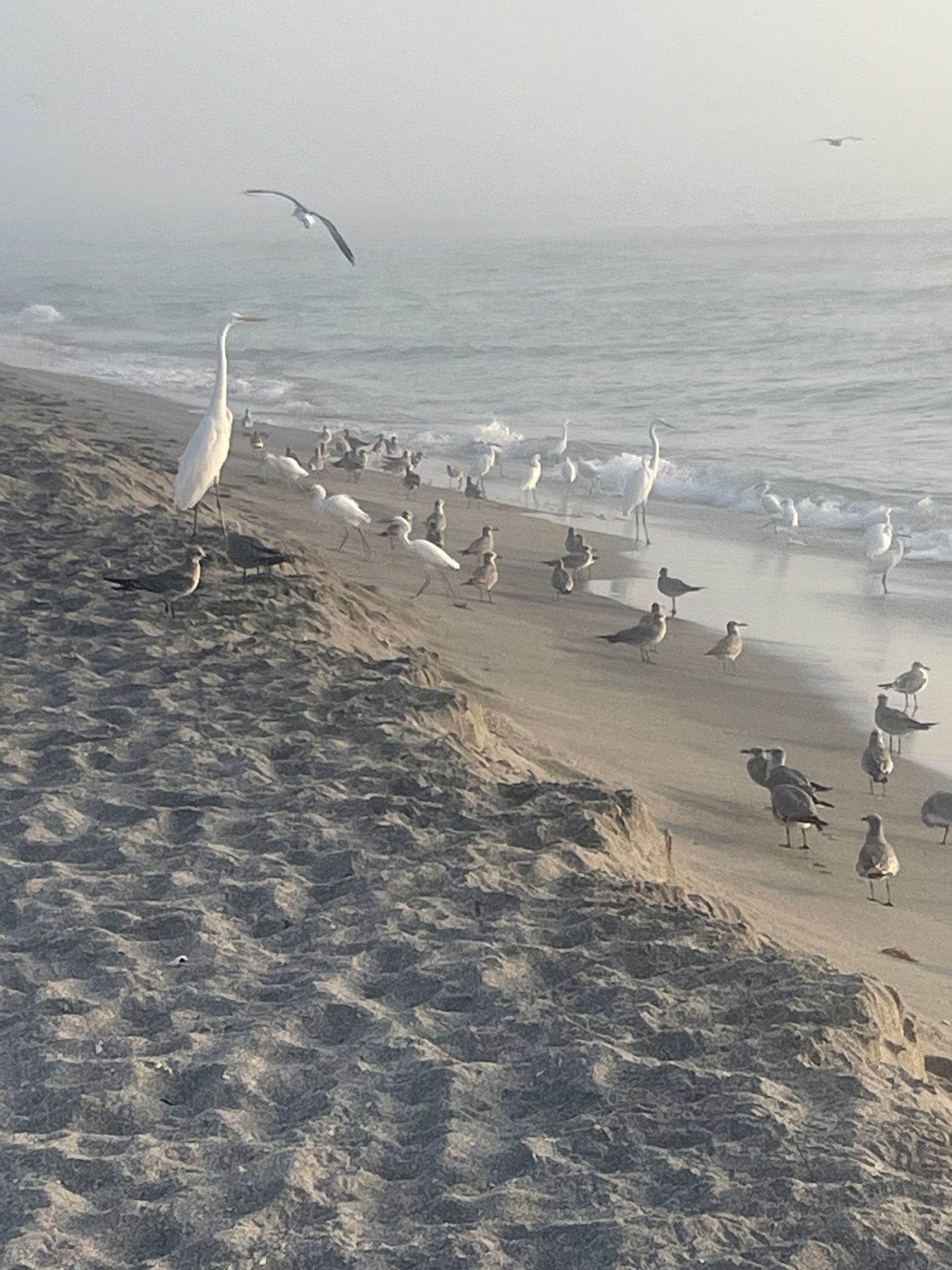 Egrets and gulls on Venice Beach